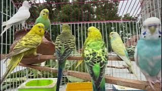 10 Hours of Budgie Best Friends - Mango and Chutney - Singing and Talking Sounds