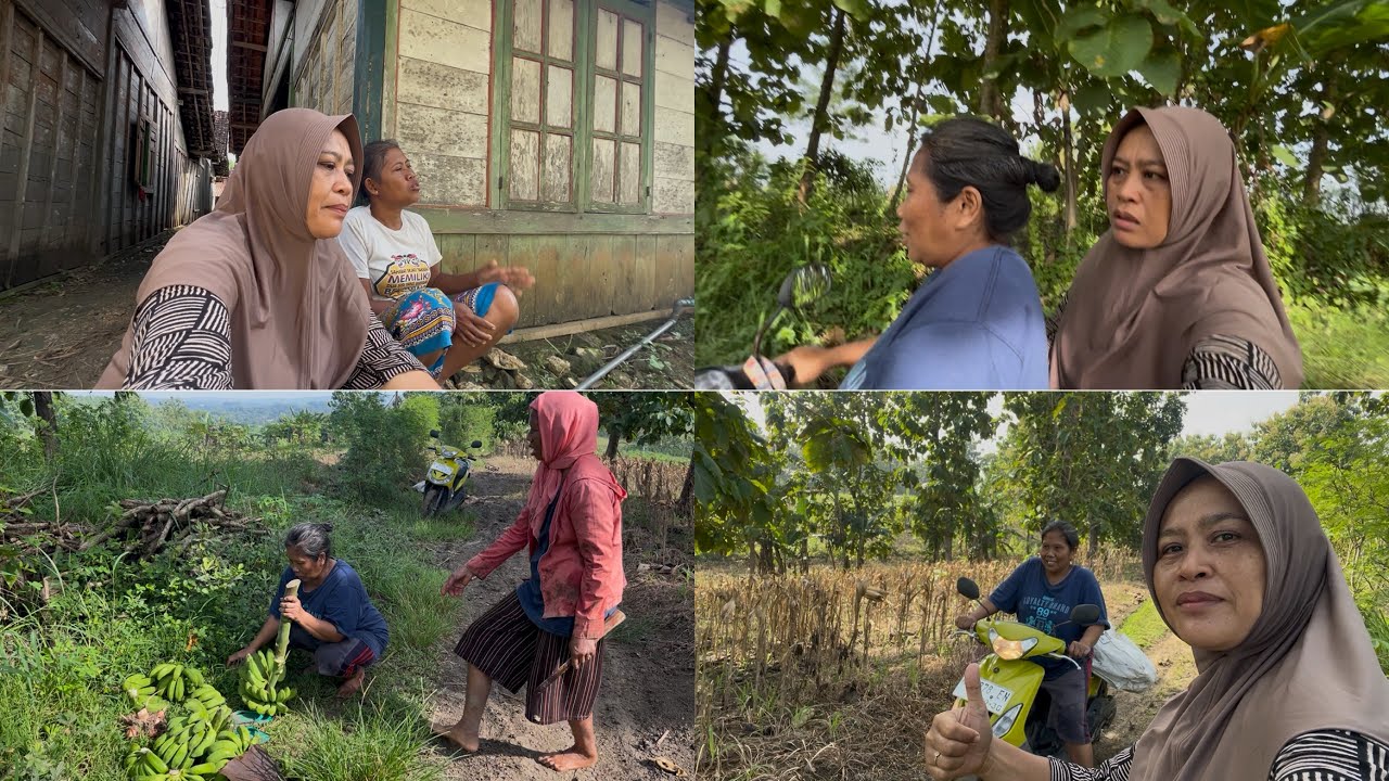 BERPETUALANG NING TEGAL ALAS GOLEK GEDANG NGGO BANCAAN‼️tak gawekno pidio uuapikkk🙏