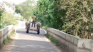 Wonderful Hallikar ox pair of Farmer Niranjan with Bullock cart in Honnanayakanhalli,Keregodu Hobli