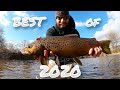 Fish Hawk | Best of 2020