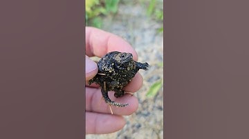 Baby SNAPPING TURTLES hatched again on my property