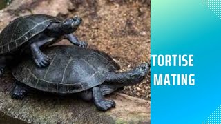 A Fascinating Display of Rare Tortoise Love | TORTOISE mating | Animal mating | #animallovers