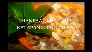 MANFAAT BIJI KETAPANG BAGI TUBUH