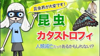 【昆虫カタストロフィ】昆虫が減ってきているってホント？！