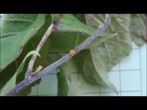 Βίντεο: Κάψιμο βλαστών βατόμουρου