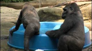 Gorillas Beat the Heat-Cincinnati Zoo