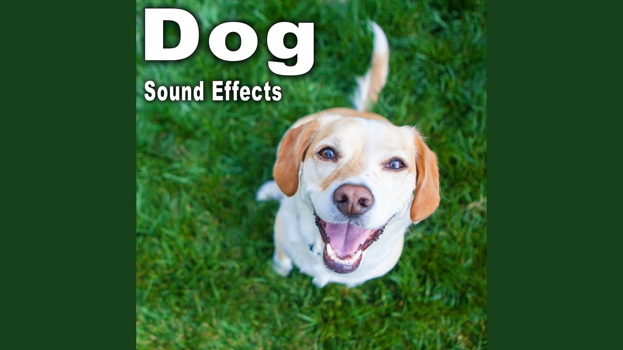 Single Coyote Howl Following Two Short Yelps Single Coyote Howl Following Two Short Yelps
