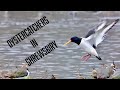 Oystercatchers in Shrewsbury, Shropshire UK