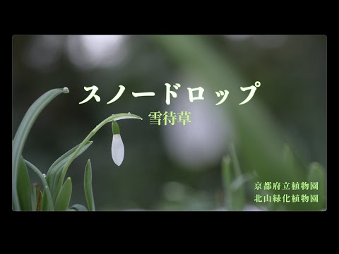 ●著者サイン入り●スノードロップ―雪の雫の日記― スノードロップ ―雪の雫の日記― | 降谷 さゆ |本 | 通販 | Amazon
