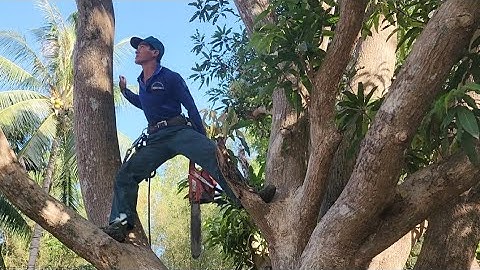 Cưa  cây  xoài  siêu  khủng ,Siêu  nhánh .Cưa  cây  kỷ thuật cao