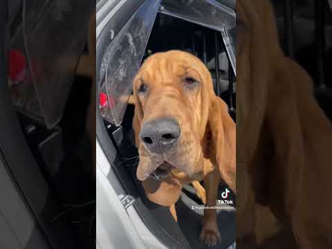 Video: Bloodhound