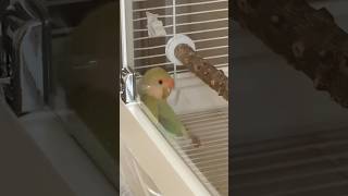 Can any bird enthusiasts explain this parrot's behavior? #birds #parrot #parrots #pets #shorts