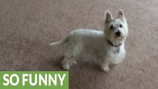 Westie goes nuts for pool time, immediately dives in