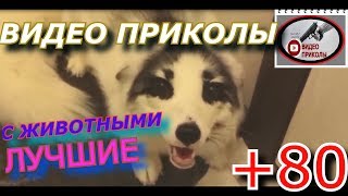ЗАСМЕЯЛСЯ ИЛИ УЛЫБНУЛСЯ ПРОИГРАЛ \ РУССКИЙ ТЕСТ НА...
