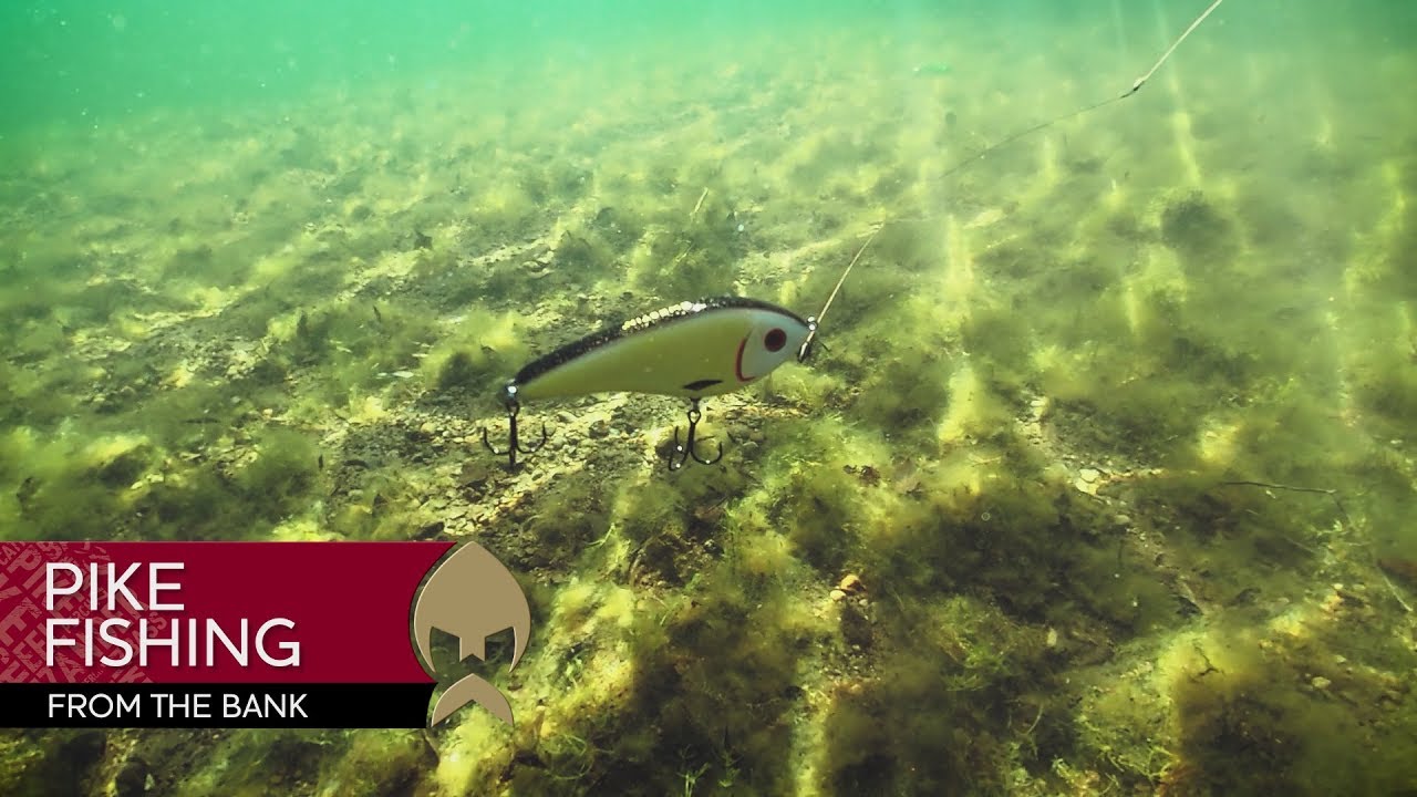 Pikefishing from the bank - Westin-Fishing