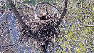 DNR Eagle Camera