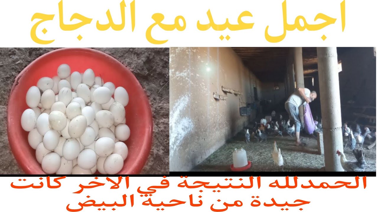 ما يجب القيام به اي مربي دجاج يوم العيد لان اي تغيير في نضامه الغداءي سوف يتسبب فى نقص نسبة البيض 💪🐔