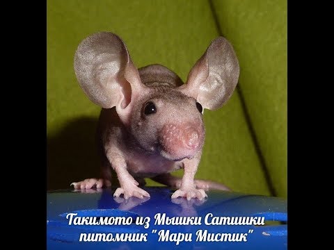 Мышь Шакира в спортзале ( мышь голая )МАРИ МИСТИК