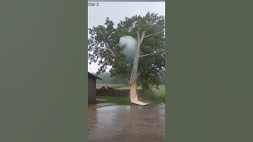 Lightning Strike Hits Tree! ⚡🌲 Caught On Camera#LightningStrike #CaughtOnCamera #TreeStrike