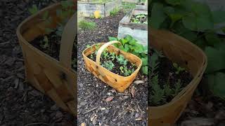 A garden stroll! #garden #backyard #selfsufficient #gardening #homesteading #smallspaceliving