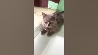main sama bony,,kucing bringas, kucing jutek,,,😂