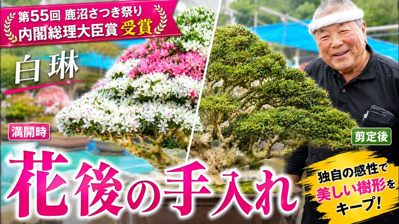 Award-winning tree, Hakurin: Post-flowering care - YouTube Award-winning tree, Hakurin: Post-flowering care - YouTube