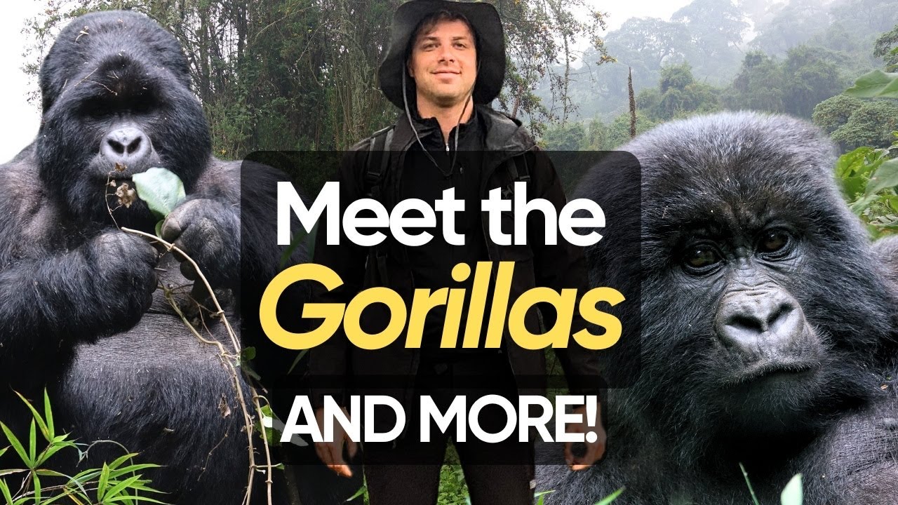 Безумный поход с гориллами в Уганде — парки Бвинди и Мгахинга (Эпизод 2)