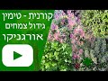 טימין גידול - (קורנית - תימין) אורגניקו גידול צמחים