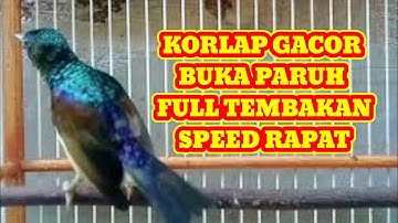 MASTERAN KORLAP GACOR BUKA PARUH FULL TEMBAKAN RAPAT #kolibrikelapa #sunbird