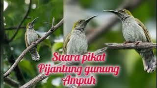 suara pikat dan masteran pijantung gunung