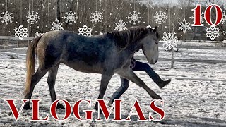 WILL MERLIN COPY MY MARCH!? #vlogmas2023 by The Project Equestrian 1,108 views 4 months ago 5 minutes, 49 seconds