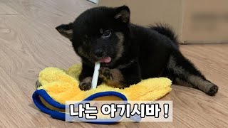 시바견 까순이의 귀염뽀짝 아기시절 (처음 집에 온날 | 새끼강아지 | 강아지입양)