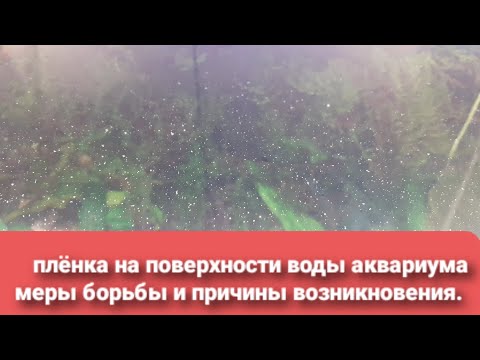Бактериальная плёнка на поверхности воды аквариума. Причины её появления и способы её  устранения.