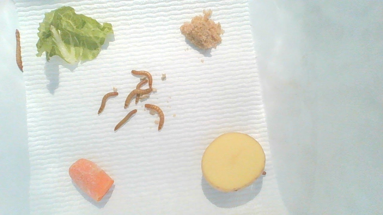 Daily Dose of Science Mealworm food preference YouTube