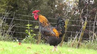 Rooster Nonstop Crowing Loud In The Morning !