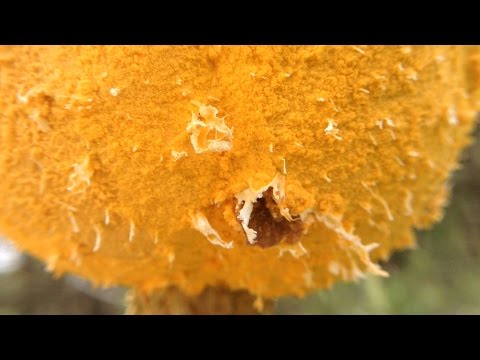 Video: Pine Gall Rust Treatment: Eastern At Western Pine Gall Rust Facts