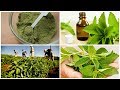 Hojas De Stevia Para Endulzar 😉 Planta De Stevia Rebaudiana