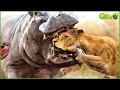 The moment the ferocious hippo faces the lion king what will happen next  fighting animals