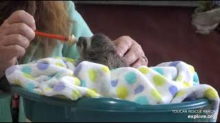 Rescued baby sloth Robin gets some nice scratches from Miss Leslie!  Recorded: 04\/02\/23