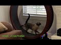 Richard Parker Runs On Our 3D Printed Cat Wheel 