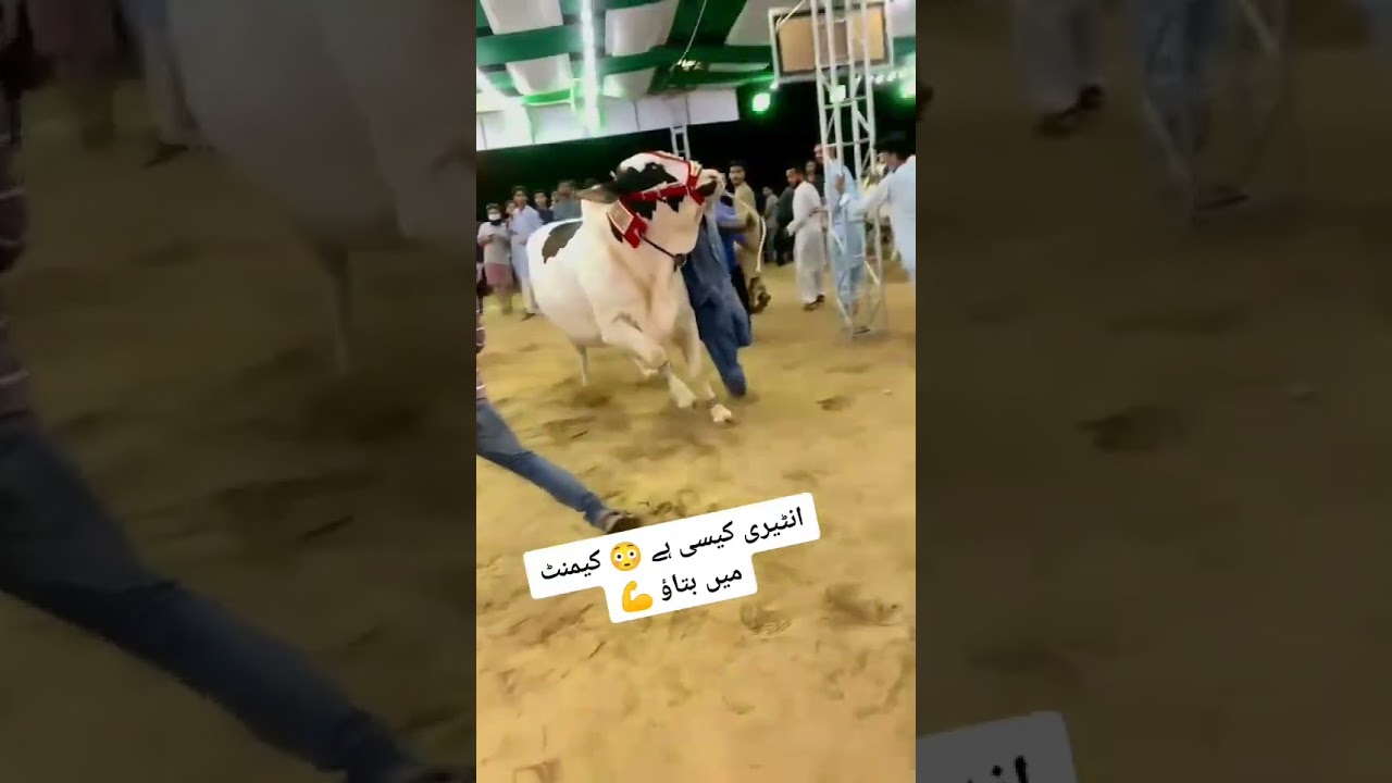Cow Tiktok 2024#cow #cow_lovers #tiktok #mashallah
