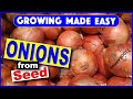 214  seed onions  growing made easy  a step by step guide