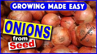 214  Seed Onions  Growing Made Easy  A Step by Step Guide