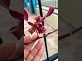 He aquí mi grandota que está floreciendo #flores #orquideaslindas #orchis 💕😍