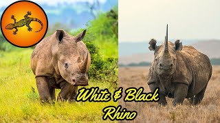 8 Differences Between White and Black Rhinos.