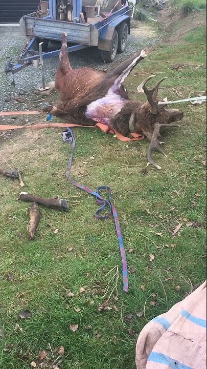 How To Skin A Deer With A Golf Ball Skinning a deer with a rock/golf ball pt.1 - YouTube