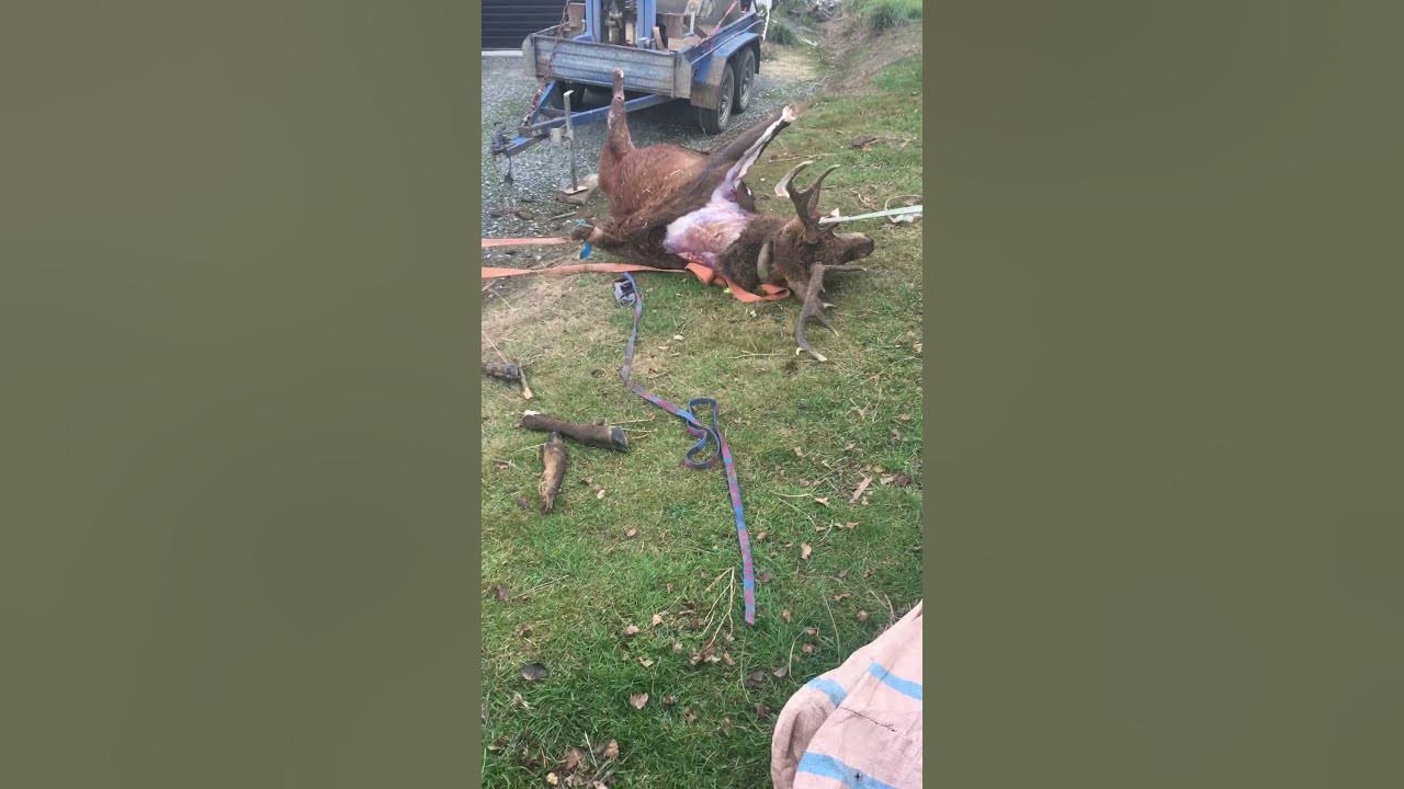 Skinning A Deer With A Golf Ball Skinning a deer with a rock/golf ball pt.1 - YouTube