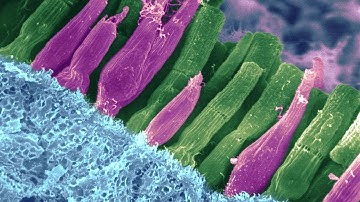 ECHO Live! - Up Close Science (Episode 107)