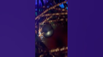 Plasma arcs in Rodin coil zero point #rodincoil #coil #youtube #health #pemf #zeropoint #itorus