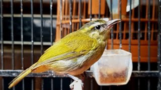 PANCINGAN BURUNG CIKRAK DAUN / BLERENG AGAR BURUNG BAHAN BLERENGAN CEPAT BUNYI